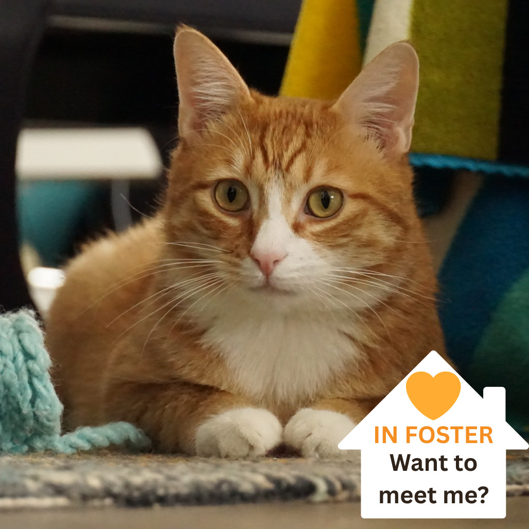 James P. Sullivan, an adoptable Domestic Short Hair in Salt Lake City, UT, 84106 | Photo Image 1