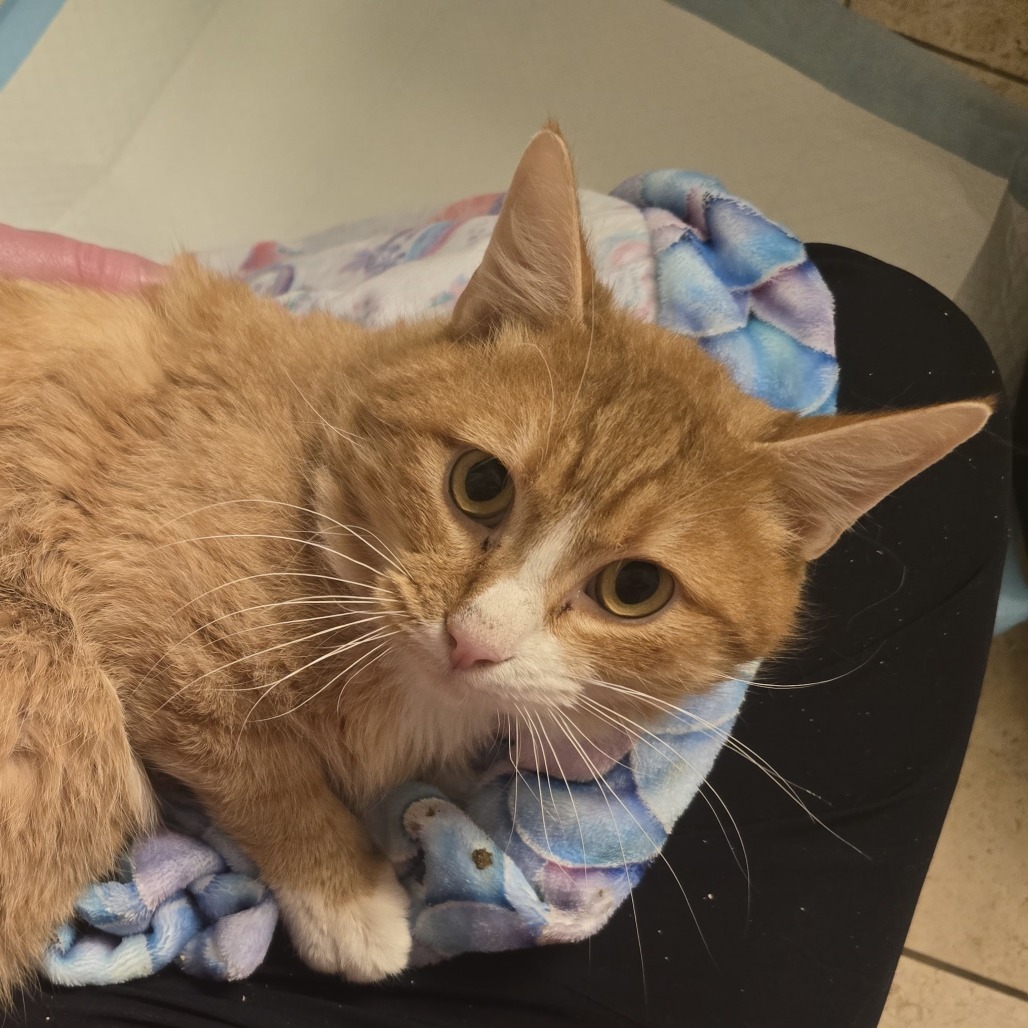 James P. Sullivan, an adoptable Domestic Short Hair in Salt Lake City, UT, 84106 | Photo Image 1