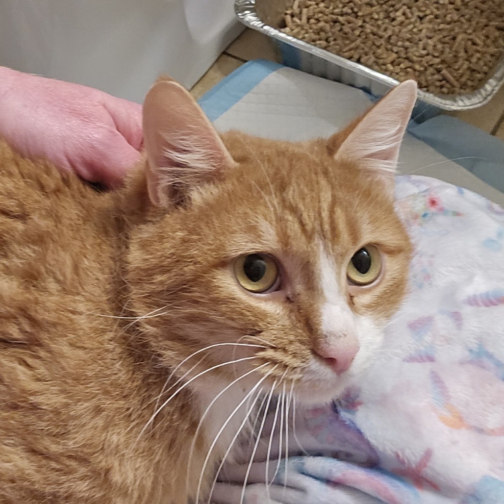James P. Sullivan, an adoptable Domestic Short Hair in Salt Lake City, UT, 84106 | Photo Image 3