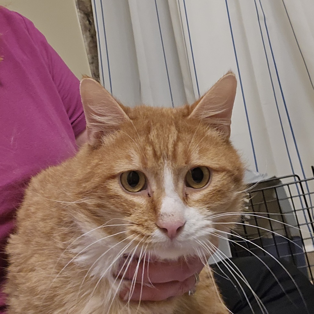 James P. Sullivan, an adoptable Domestic Short Hair in Salt Lake City, UT, 84106 | Photo Image 4