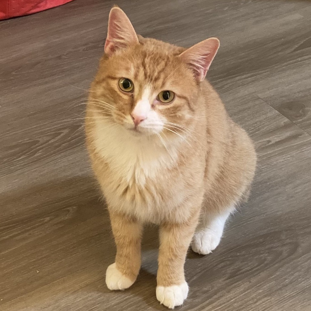 James P. Sullivan, an adoptable Domestic Short Hair in Salt Lake City, UT, 84106 | Photo Image 5