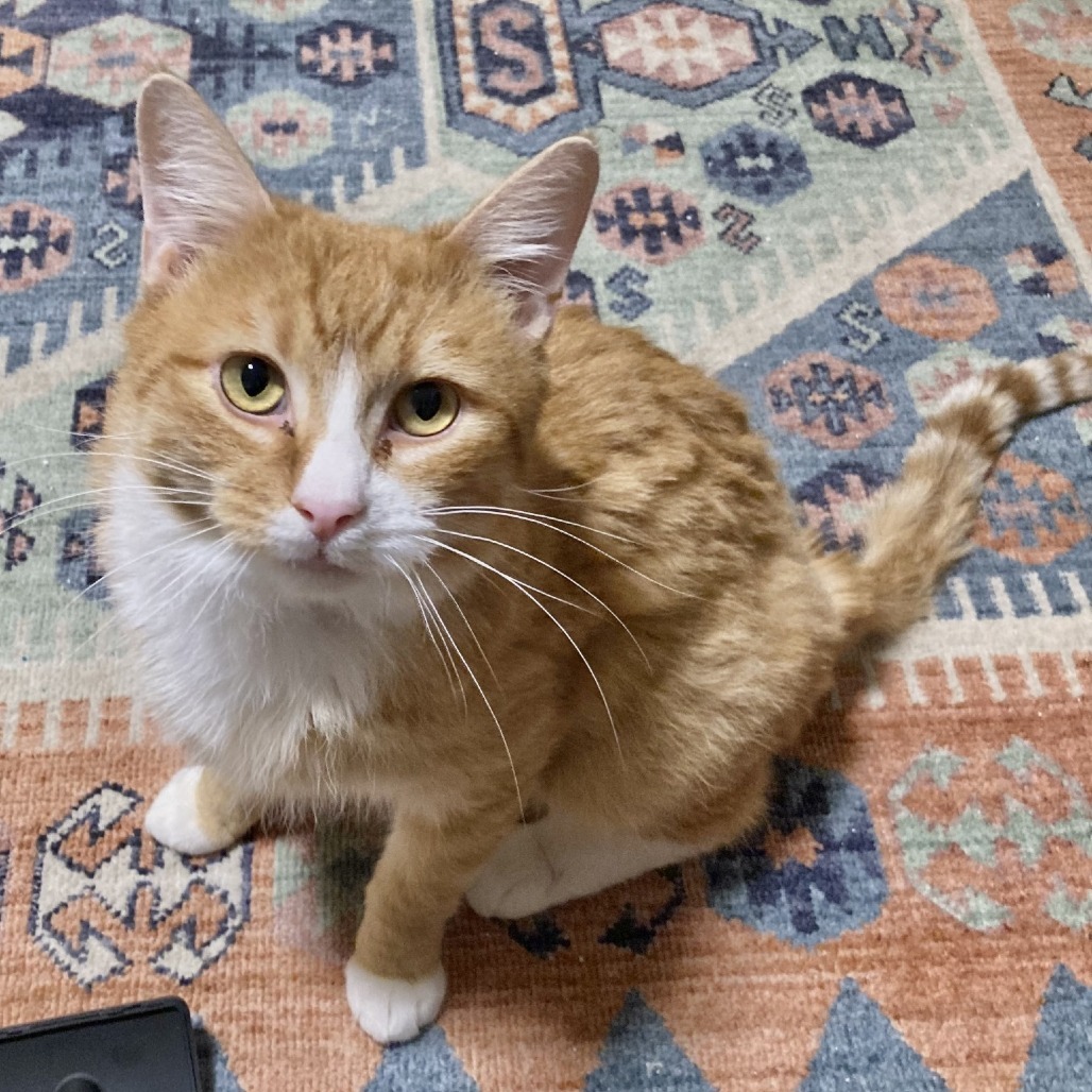 James P. Sullivan, an adoptable Domestic Short Hair in Salt Lake City, UT, 84106 | Photo Image 5