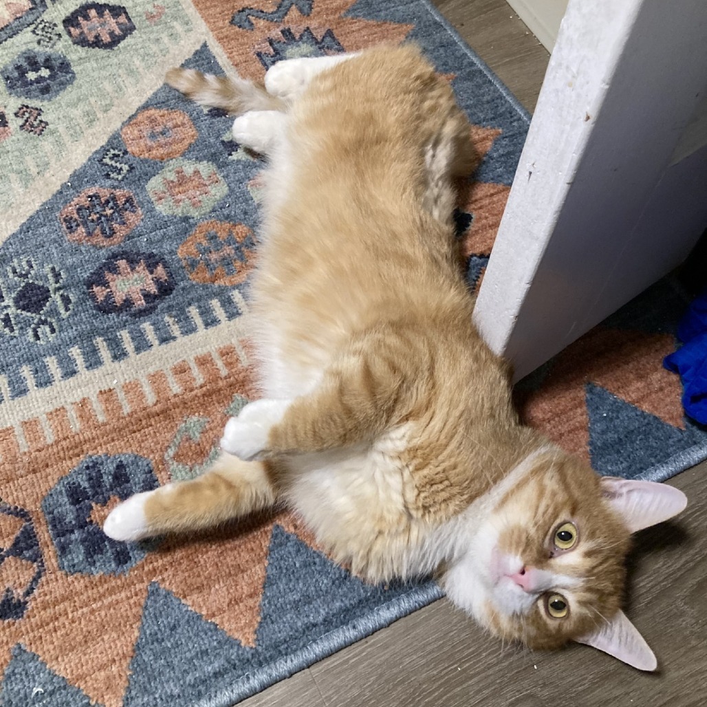 James P. Sullivan, an adoptable Domestic Short Hair in Salt Lake City, UT, 84106 | Photo Image 6