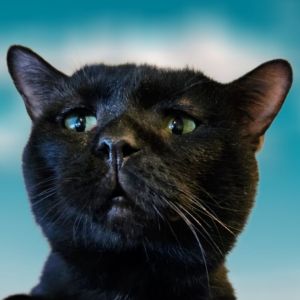 Weeble, Adult Male Domestic Short Hair