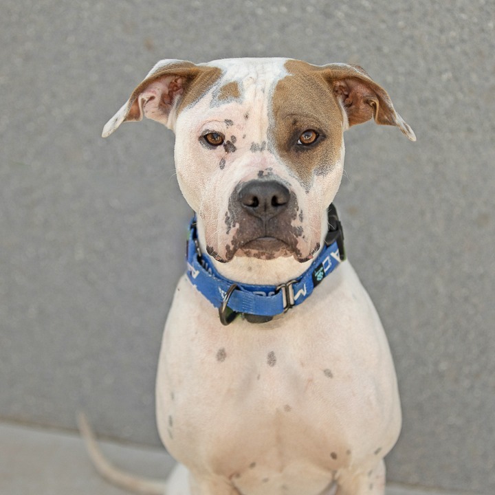 Nova, an adoptable Shar-Pei, Mixed Breed in Abilene, TX, 79602 | Photo Image 1