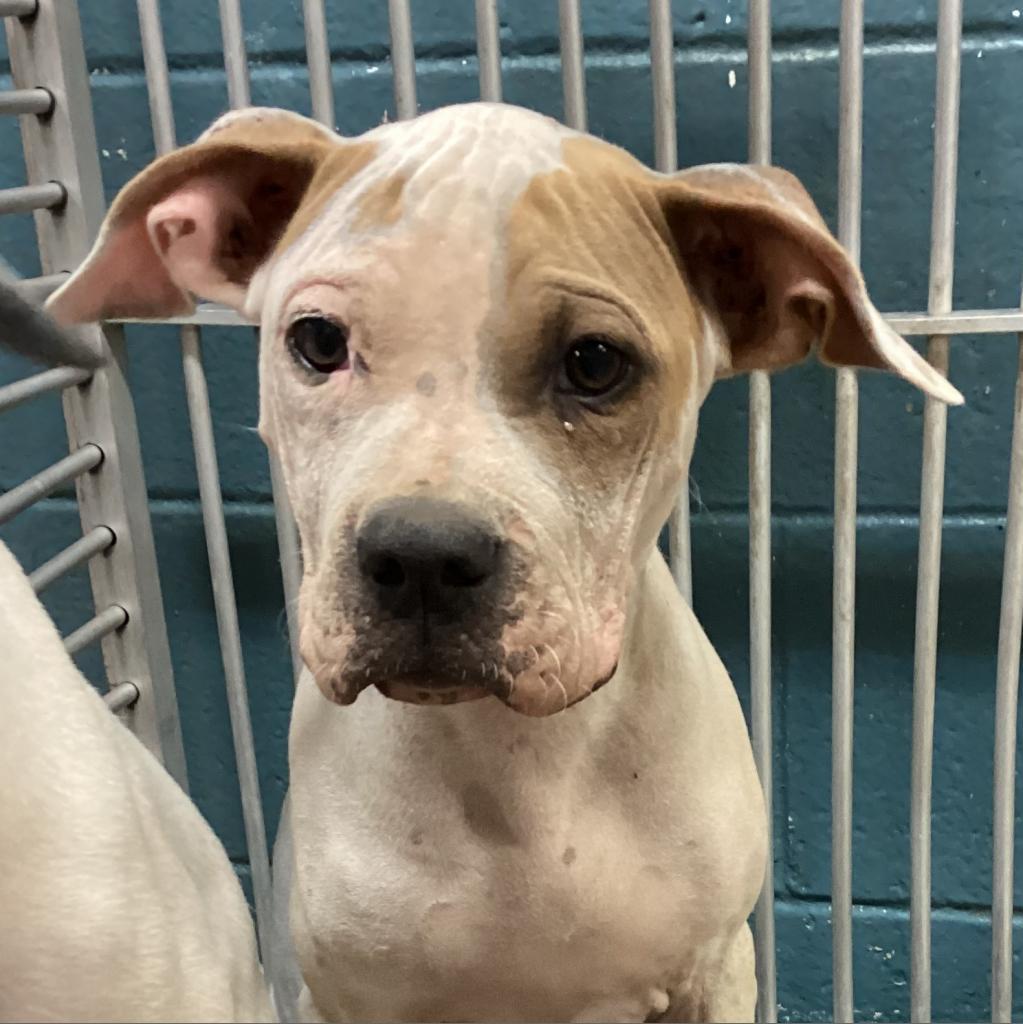 Nova, an adoptable Shar-Pei, Mixed Breed in Abilene, TX, 79602 | Photo Image 2