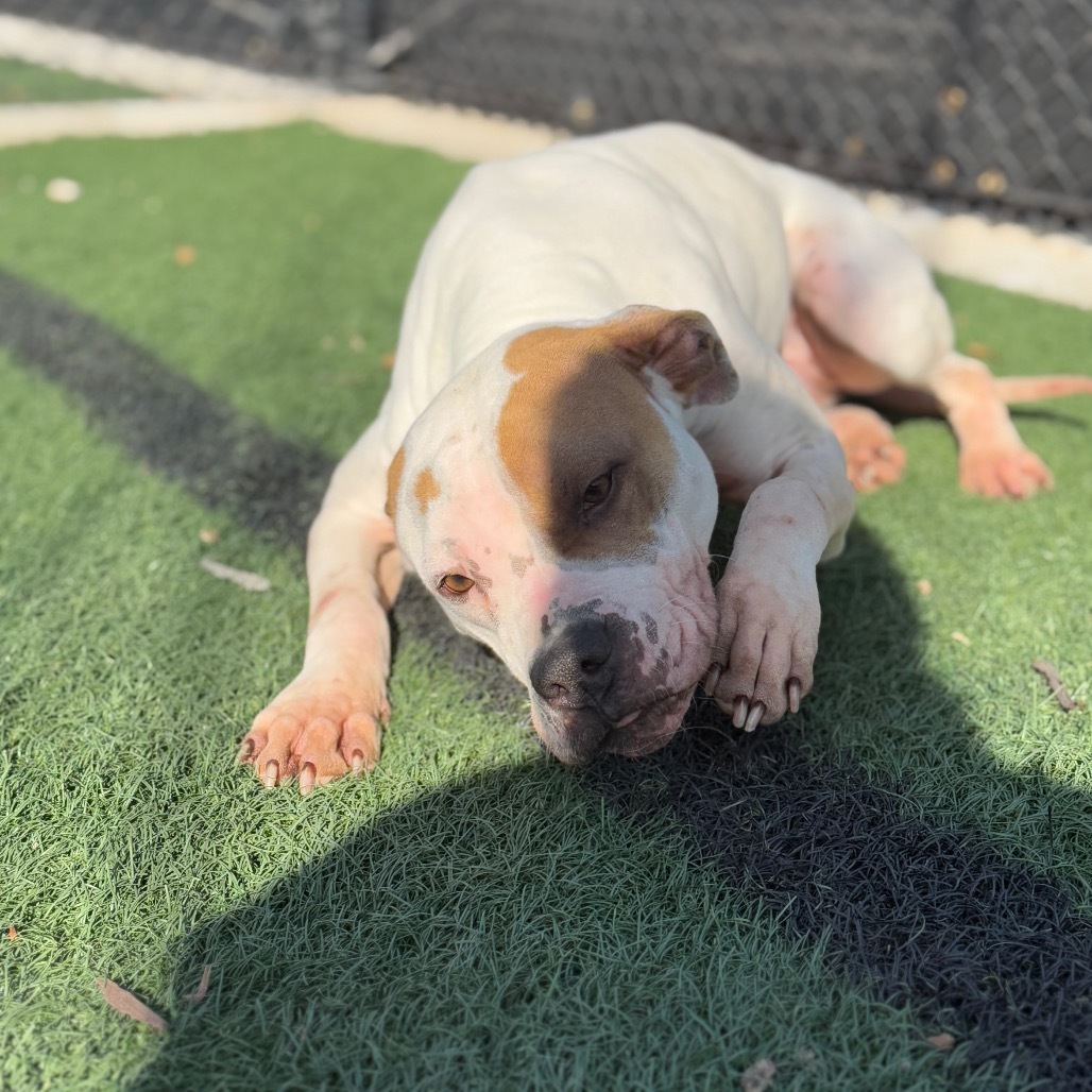 Nova, an adoptable Shar-Pei, Mixed Breed in Abilene, TX, 79602 | Photo Image 3