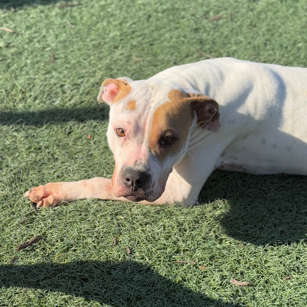 Nova, an adoptable Shar-Pei, Mixed Breed in Abilene, TX, 79602 | Photo Image 4
