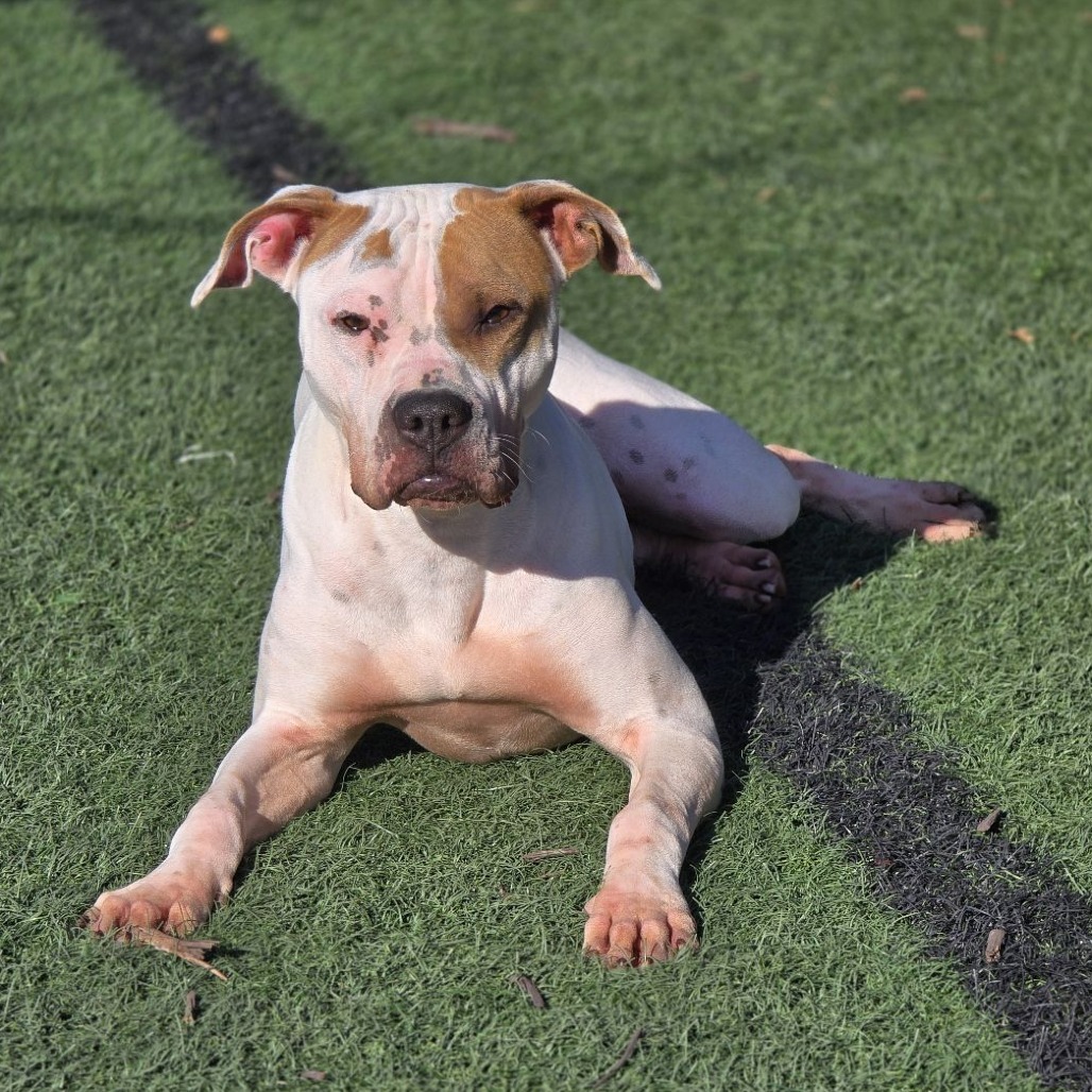 Nova, an adoptable Shar-Pei, Mixed Breed in Abilene, TX, 79602 | Photo Image 5