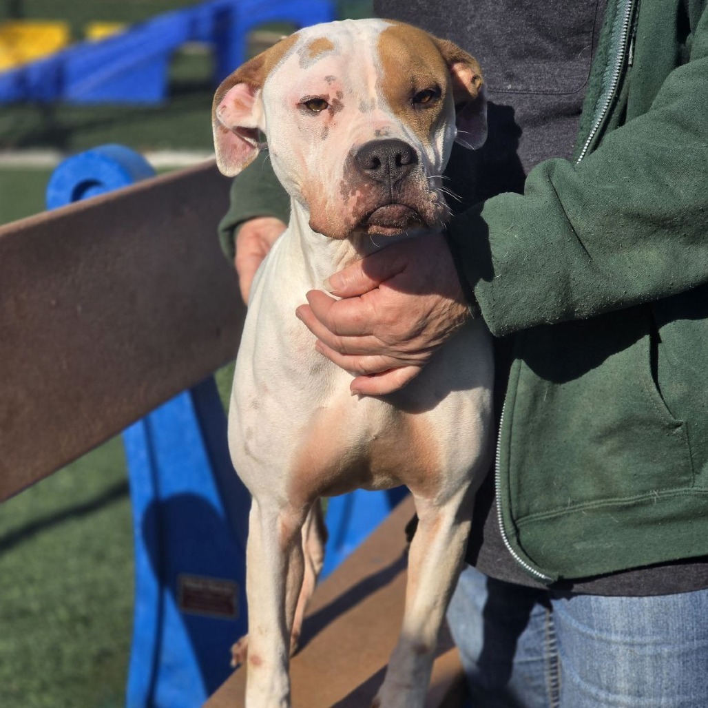 Nova, an adoptable Shar-Pei, Mixed Breed in Abilene, TX, 79602 | Photo Image 6