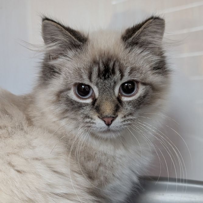 Cat for adoption - Hot Pot, a Domestic Long Hair in Pittsburgh, PA ...