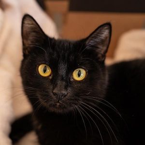 Chakra, Young Female Domestic Short Hair
