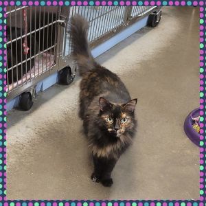 Lilly ( FKA Natasha), Adult Female unknown
