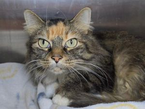Shrimpina, Adult Female Domestic Medium Hair
