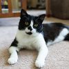 Oreo photo 1