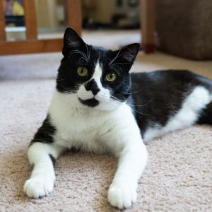 Oreo, Adult Male Tuxedo