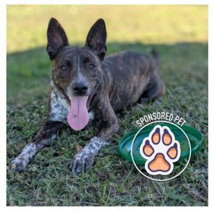 Spike, Adult Male Cattle Dog