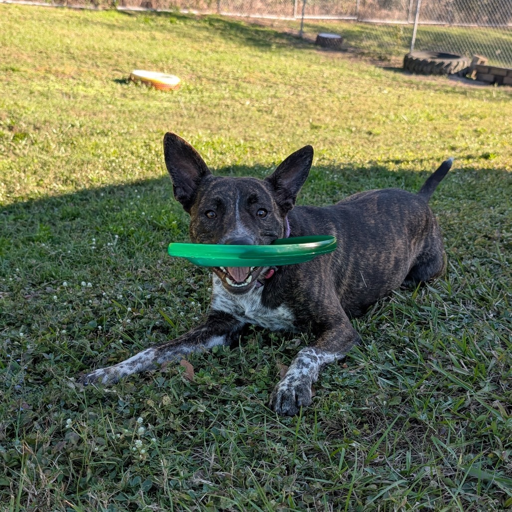 Spike