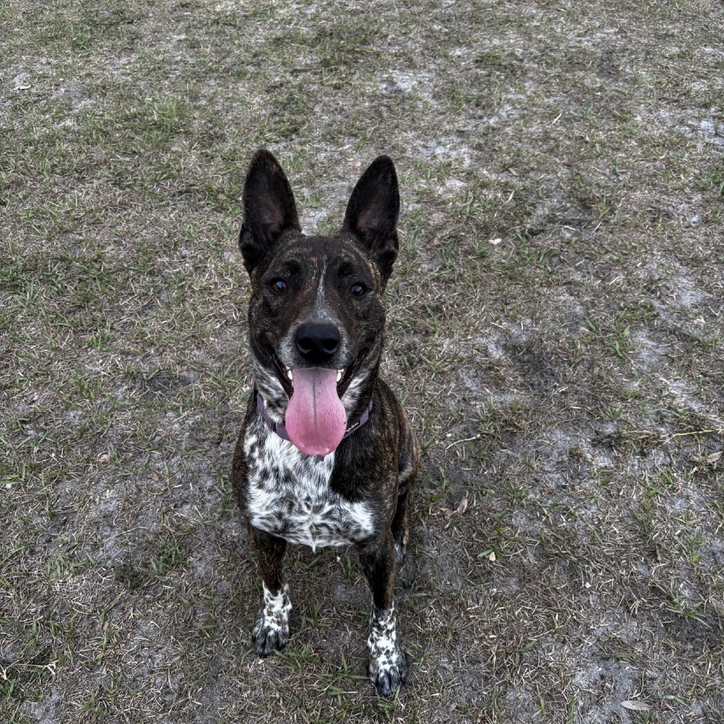 Spike