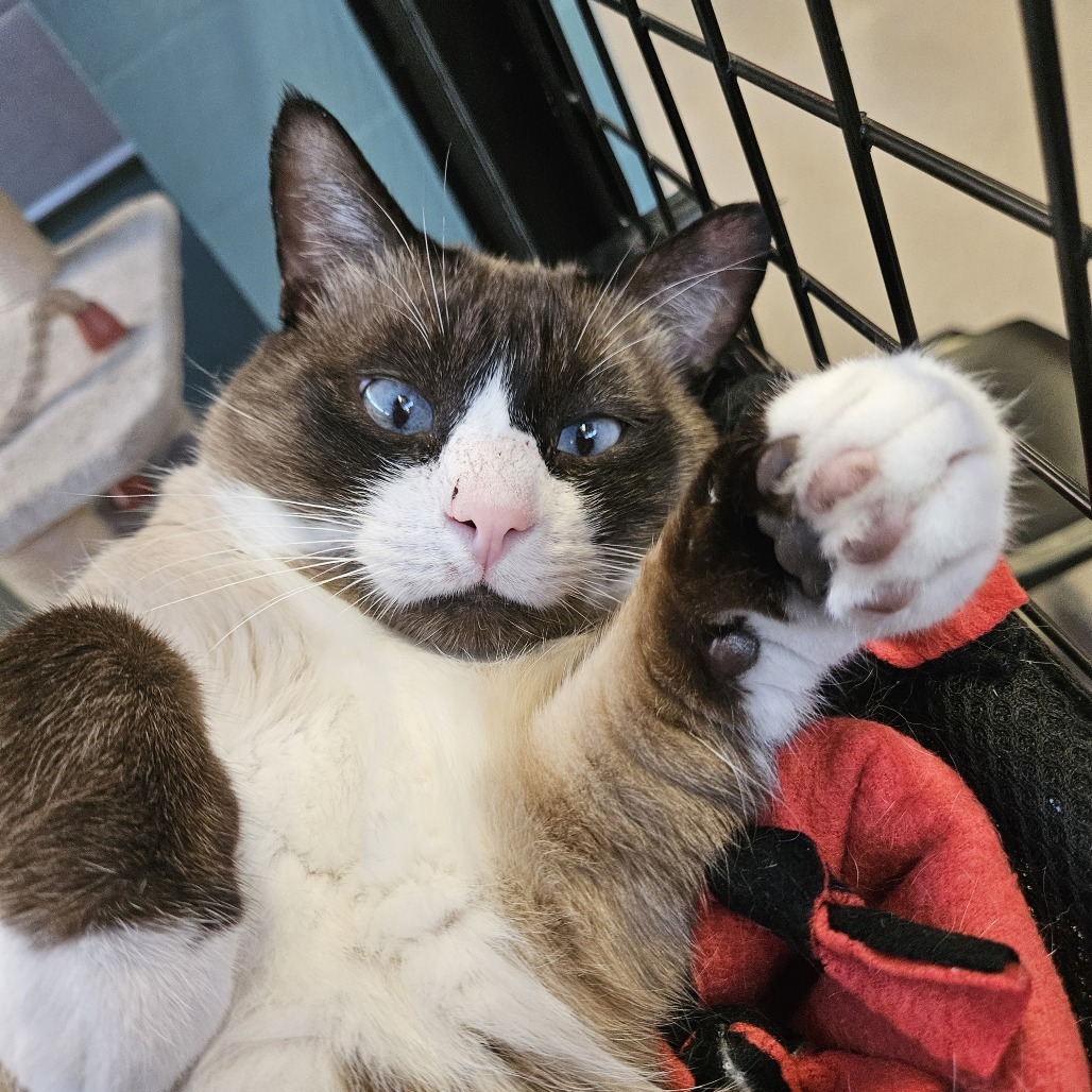 Simba, an adoptable Snowshoe, Siamese in Sarasota, FL, 34243 | Photo Image 1