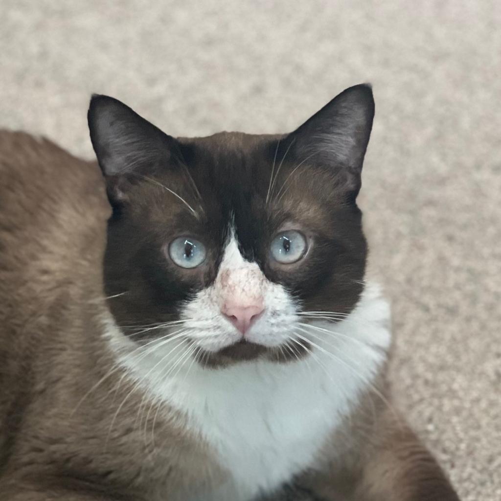 Simba, an adoptable Snowshoe, Siamese in Sarasota, FL, 34243 | Photo Image 2