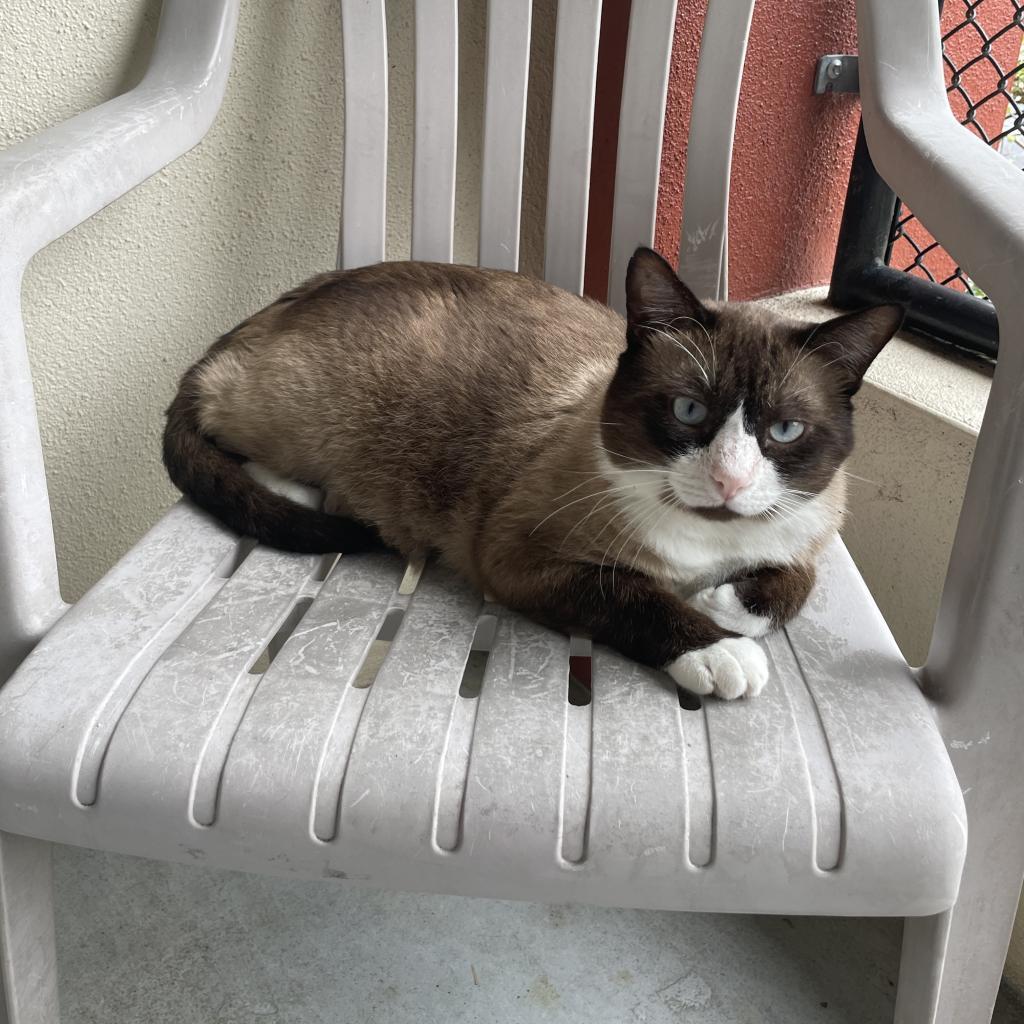 Simba, an adoptable Snowshoe, Siamese in Sarasota, FL, 34243 | Photo Image 3