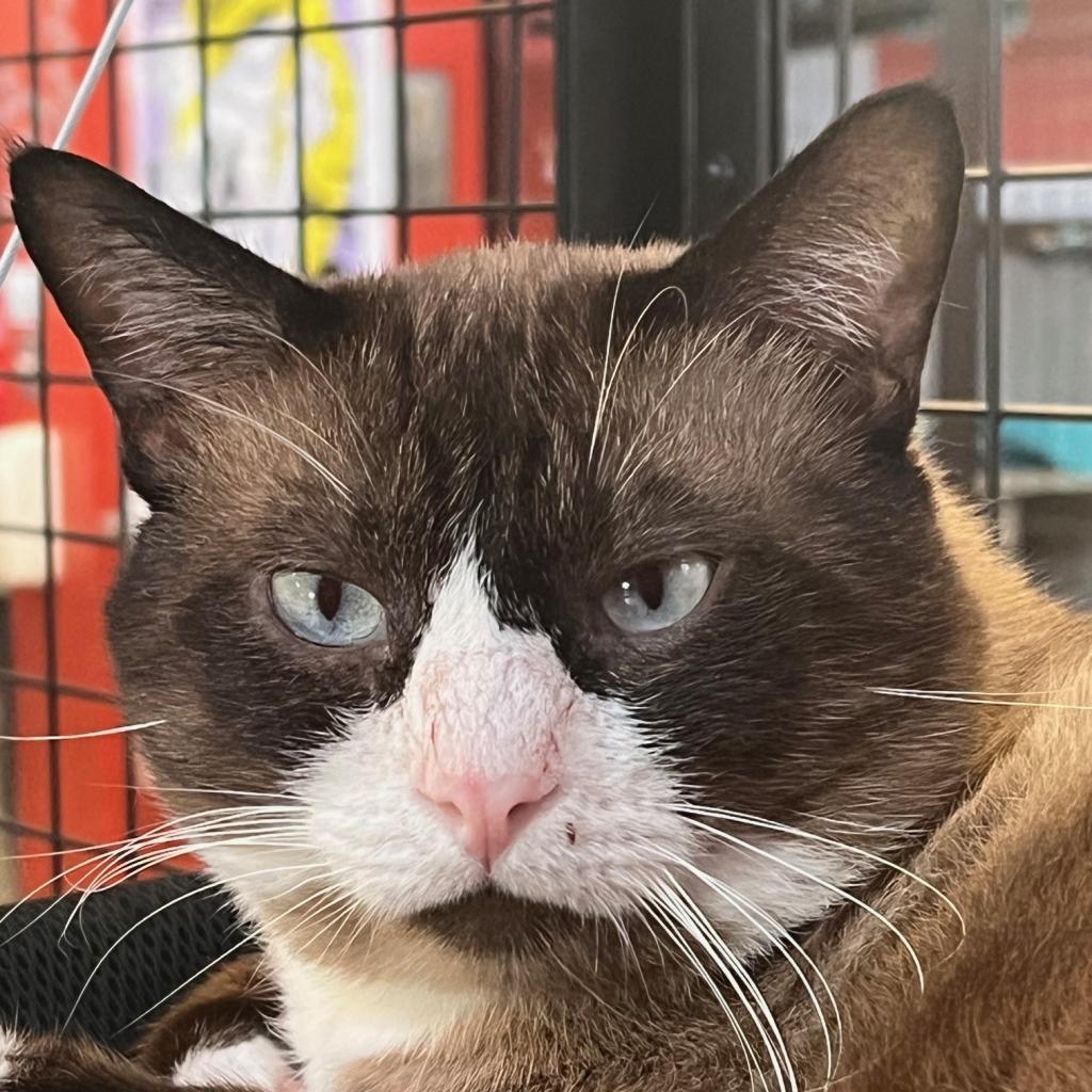 Simba, an adoptable Snowshoe, Siamese in Sarasota, FL, 34243 | Photo Image 4