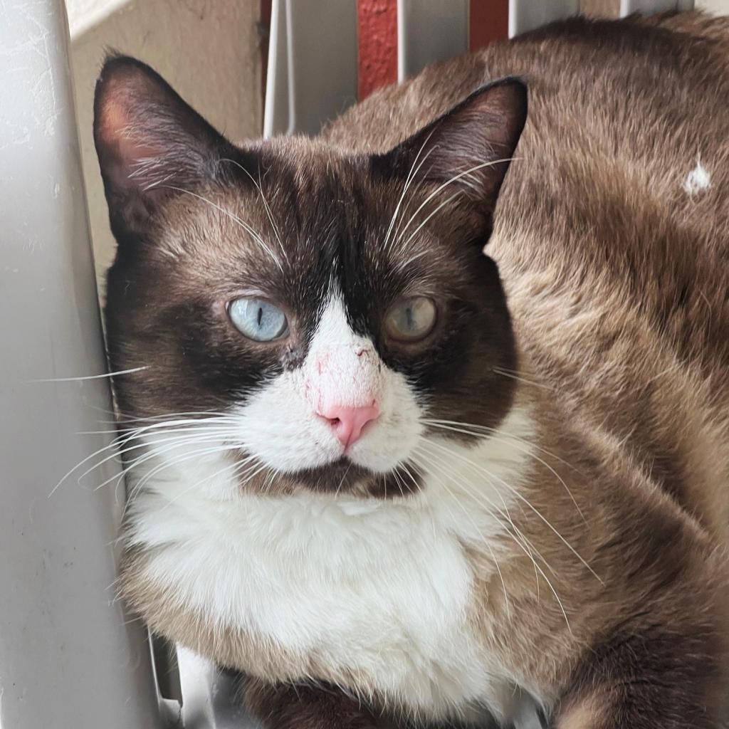 Simba, an adoptable Snowshoe, Siamese in Sarasota, FL, 34243 | Photo Image 5