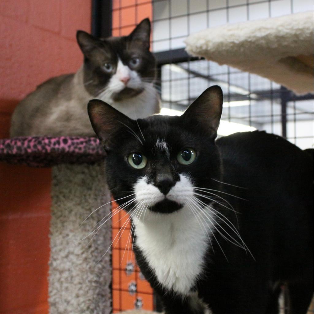 Simba, an adoptable Snowshoe, Siamese in Sarasota, FL, 34243 | Photo Image 6