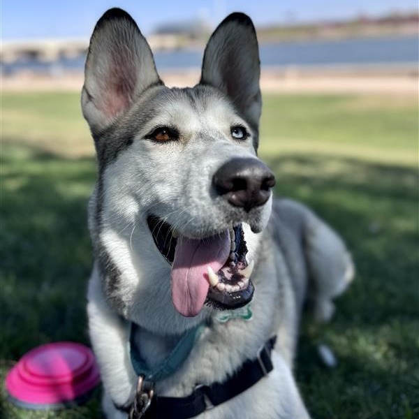 Polar