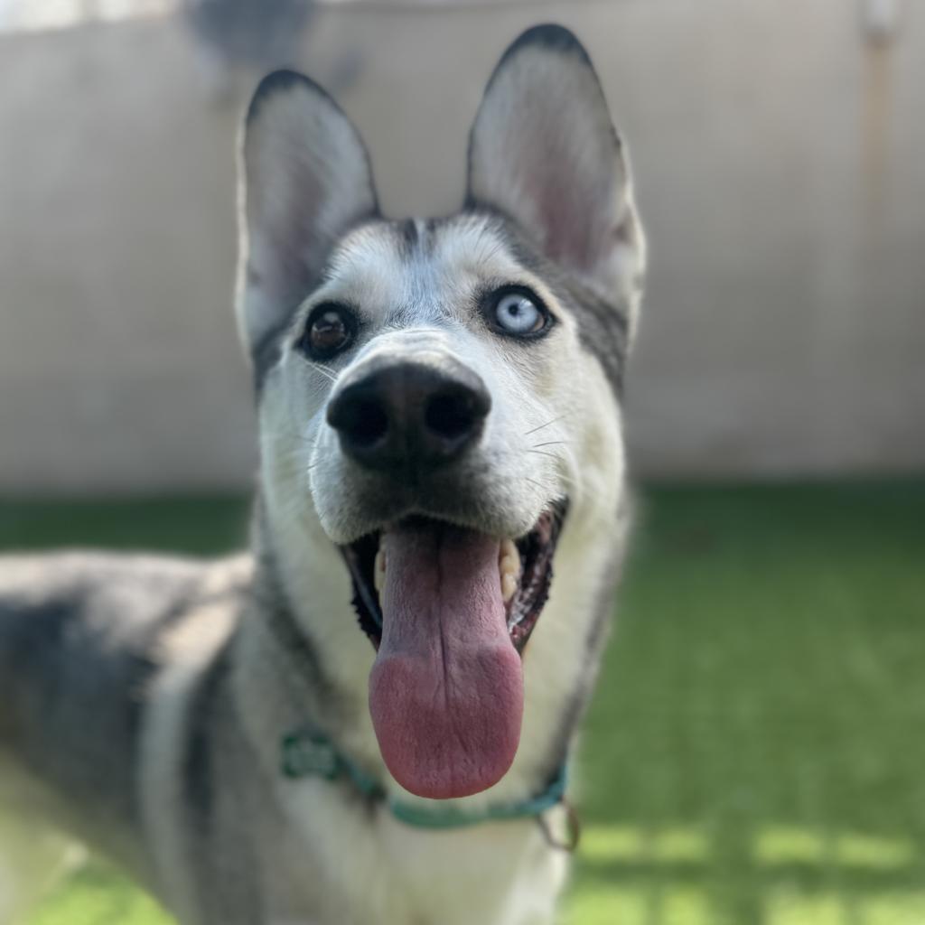 Polar