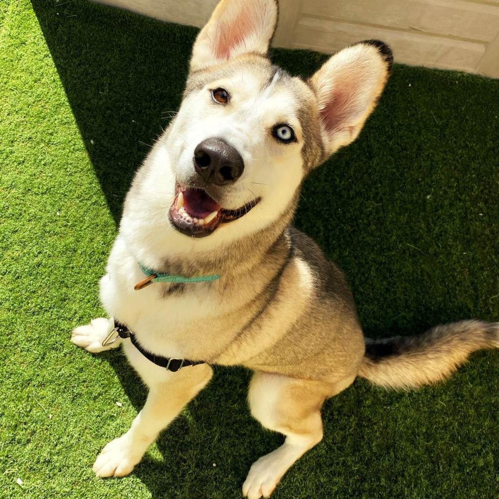 Polar