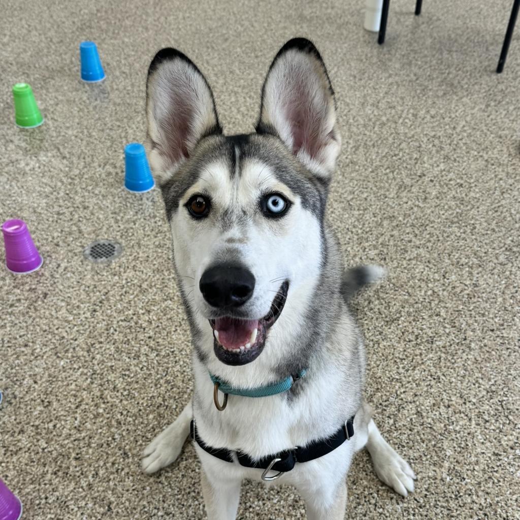 Polar