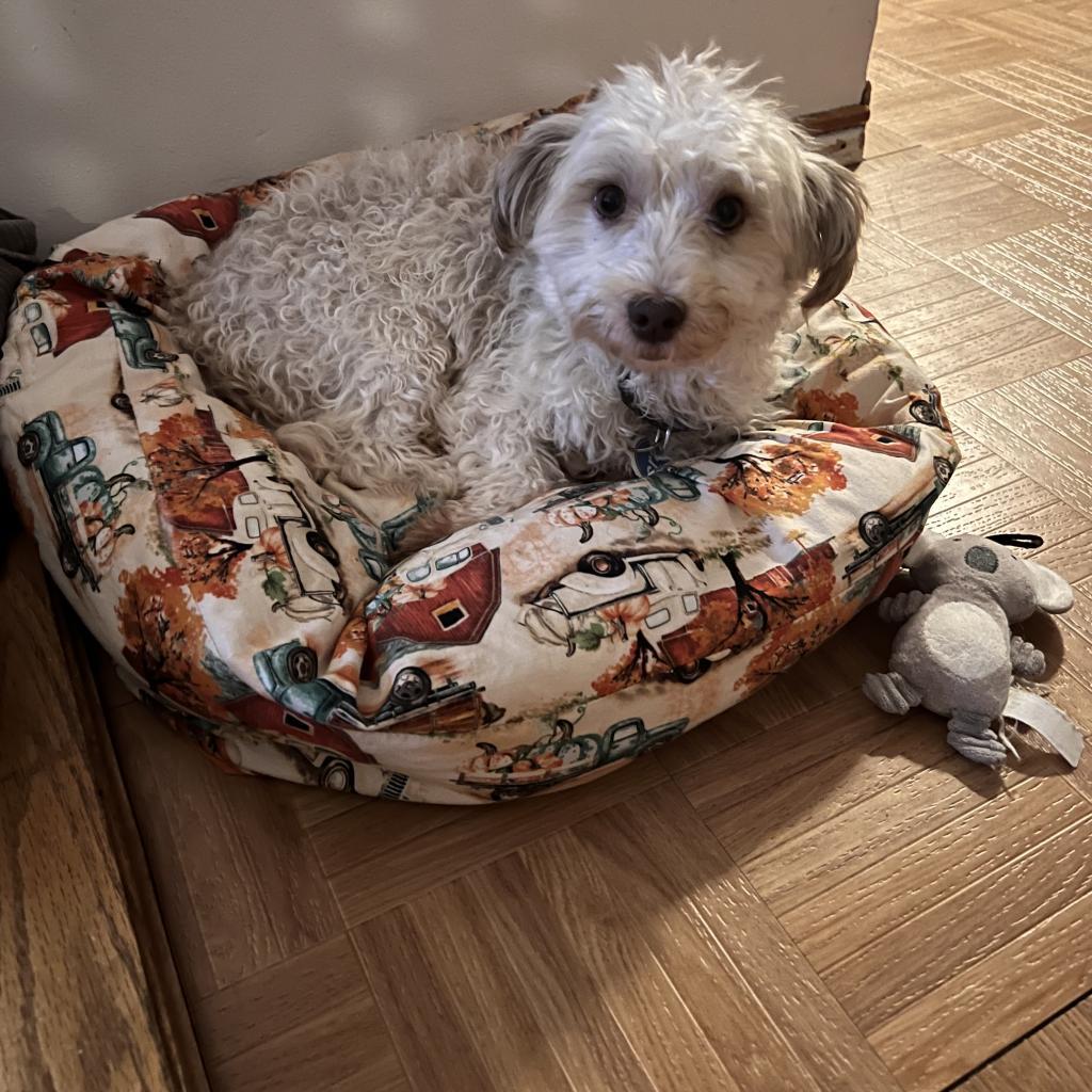 Alaska, an adoptable Havanese in Chicago, IL, 60641 | Photo Image 1