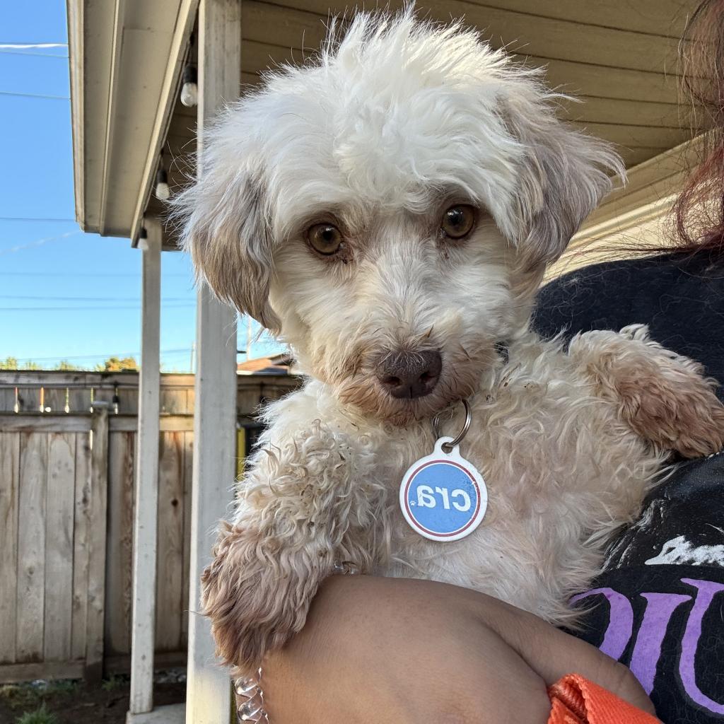 Alaska, an adoptable Havanese in Chicago, IL, 60641 | Photo Image 2