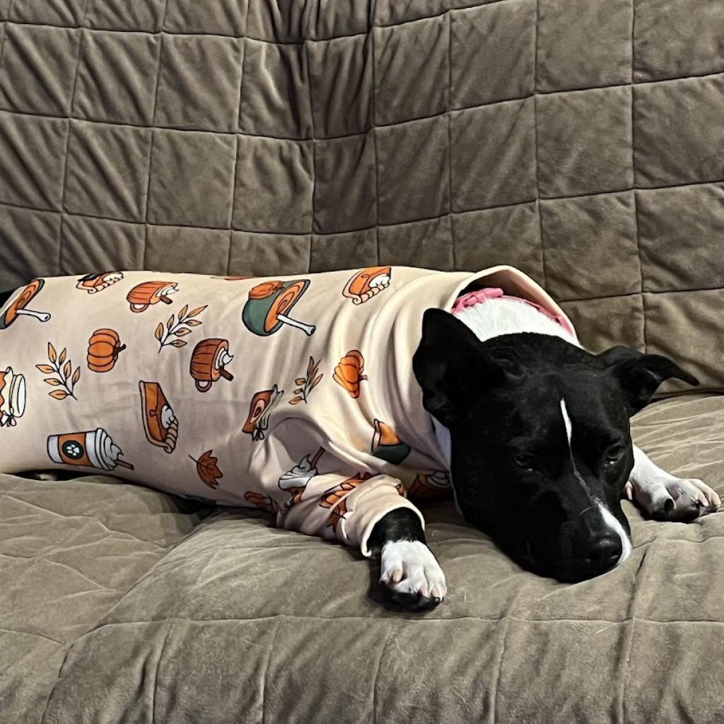 Bagel