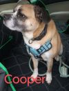 Cooper photo 3