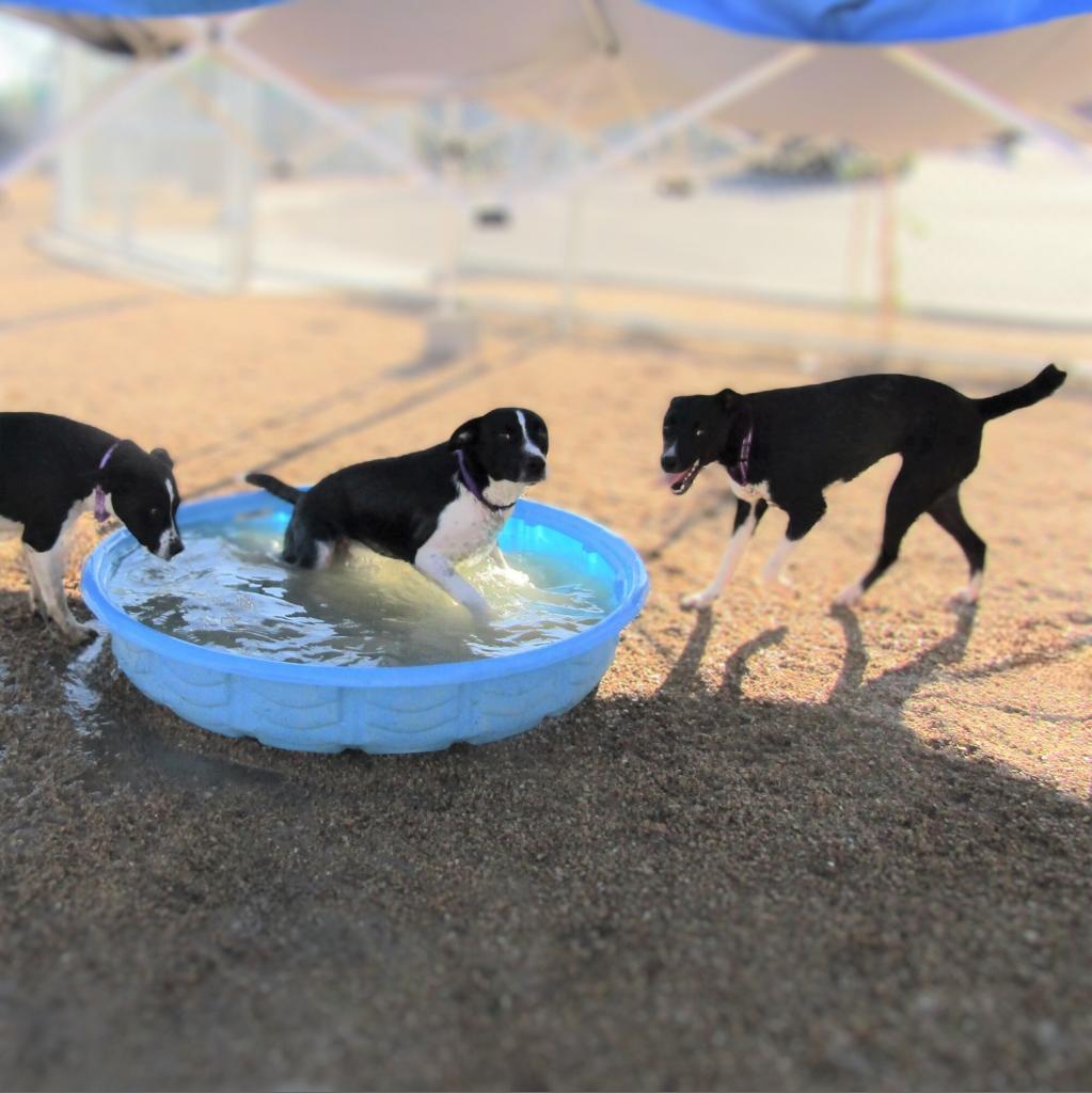 Dice, an adoptable Mixed Breed in Las Cruces, NM, 88012 | Photo Image 6