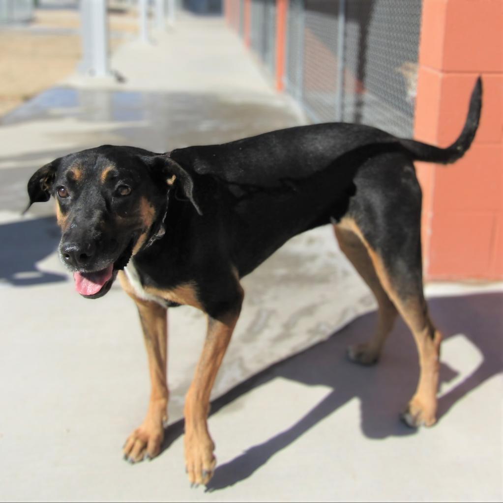 Charlotte, an adoptable Mixed Breed in Las Cruces, NM, 88012 | Photo Image 1