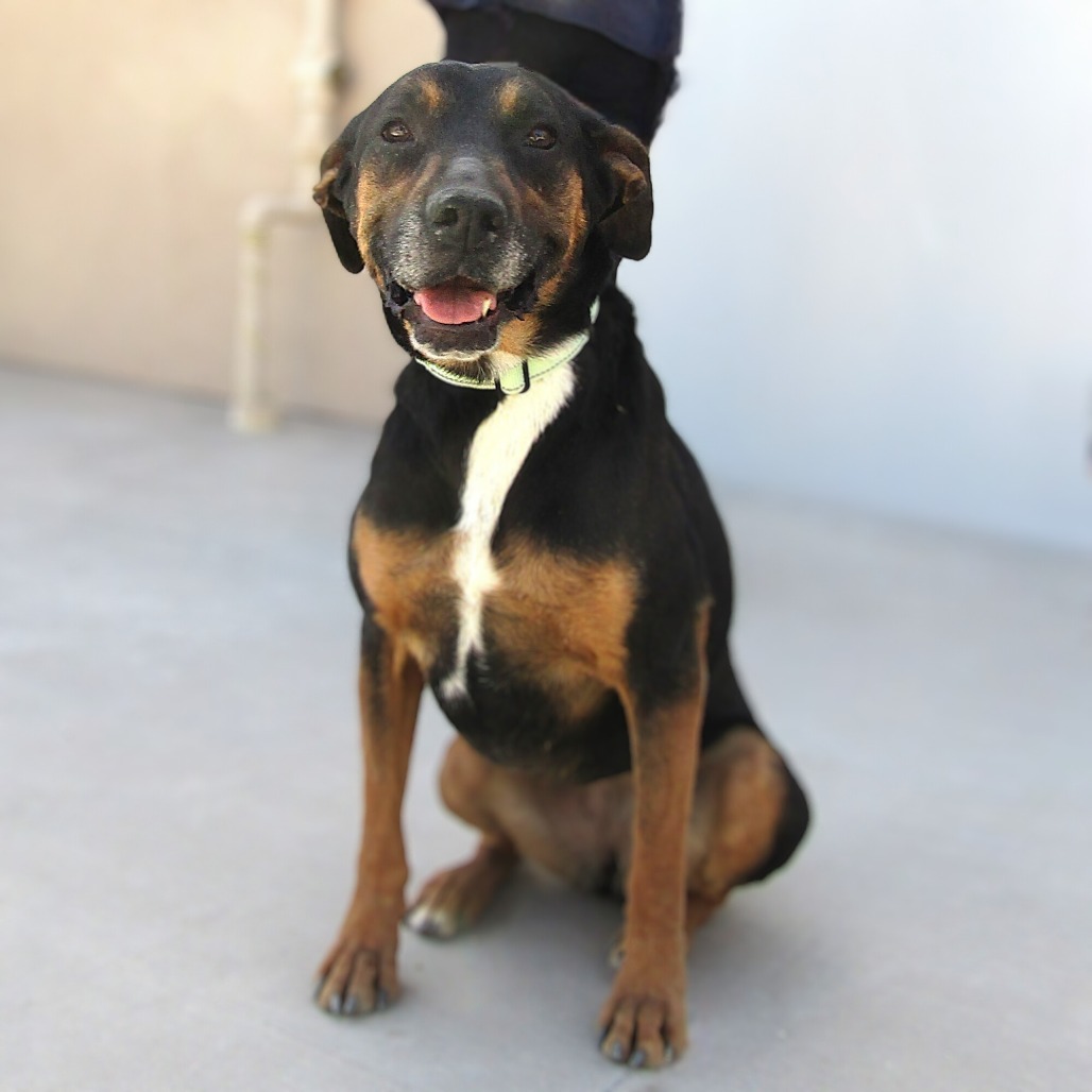 Charlotte, an adoptable Mixed Breed in Las Cruces, NM, 88012 | Photo Image 1
