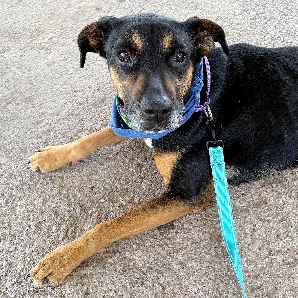 Charlotte, an adoptable Mixed Breed in Las Cruces, NM, 88012 | Photo Image 1