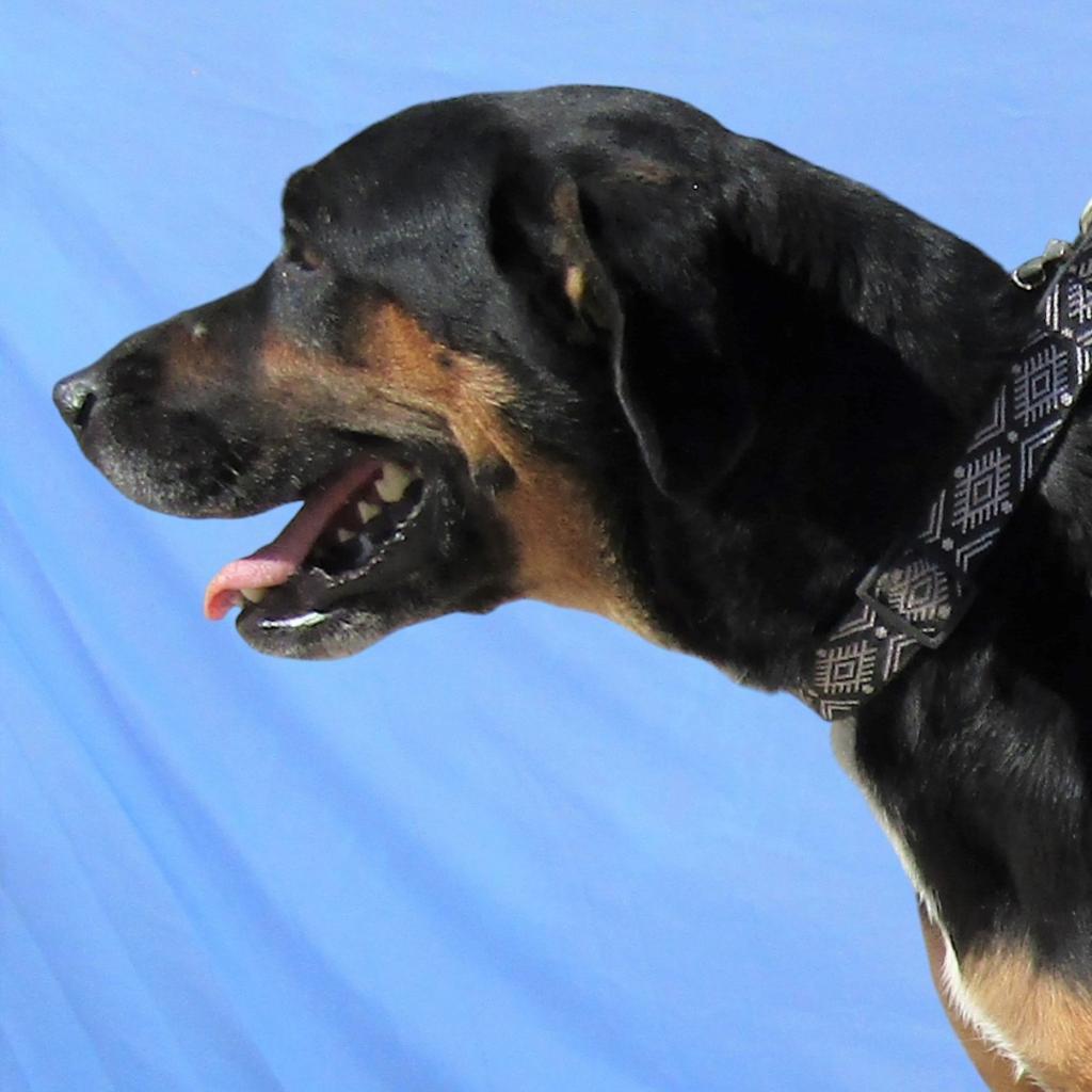 Charlotte, an adoptable Mixed Breed in Las Cruces, NM, 88012 | Photo Image 3