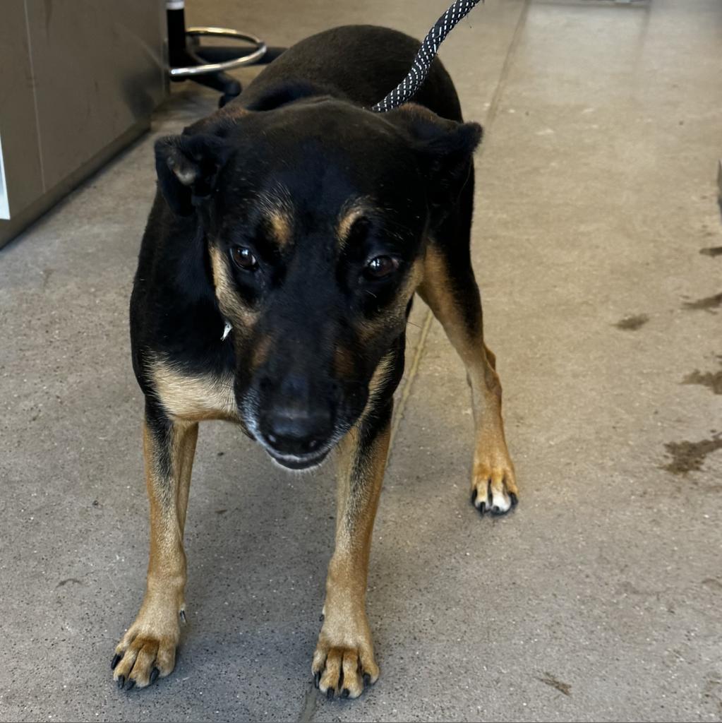 Charlotte, an adoptable Mixed Breed in Las Cruces, NM, 88012 | Photo Image 5