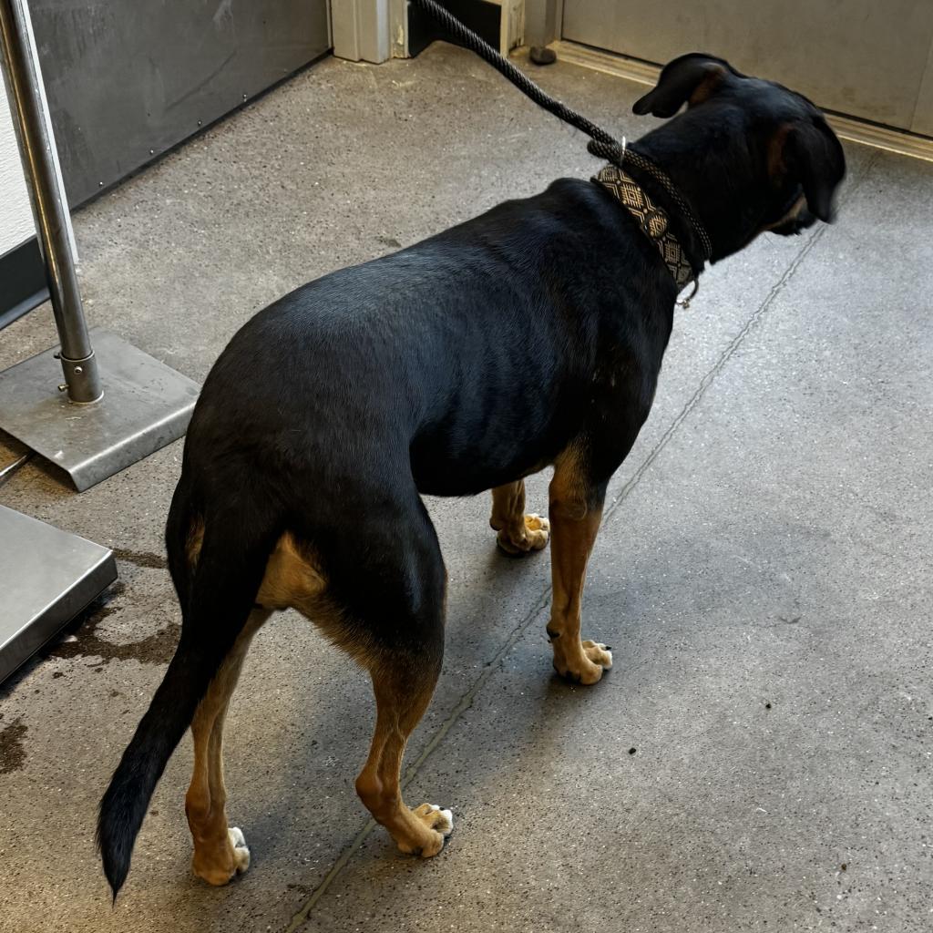 Charlotte, an adoptable Mixed Breed in Las Cruces, NM, 88012 | Photo Image 6