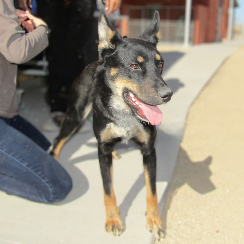 Ripley, an adoptable Mixed Breed in Las Cruces, NM, 88012 | Photo Image 1