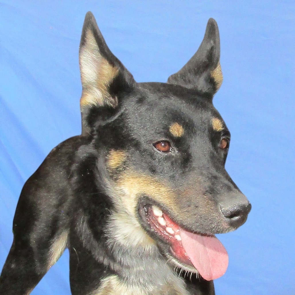 Ripley, an adoptable Mixed Breed in Las Cruces, NM, 88012 | Photo Image 2