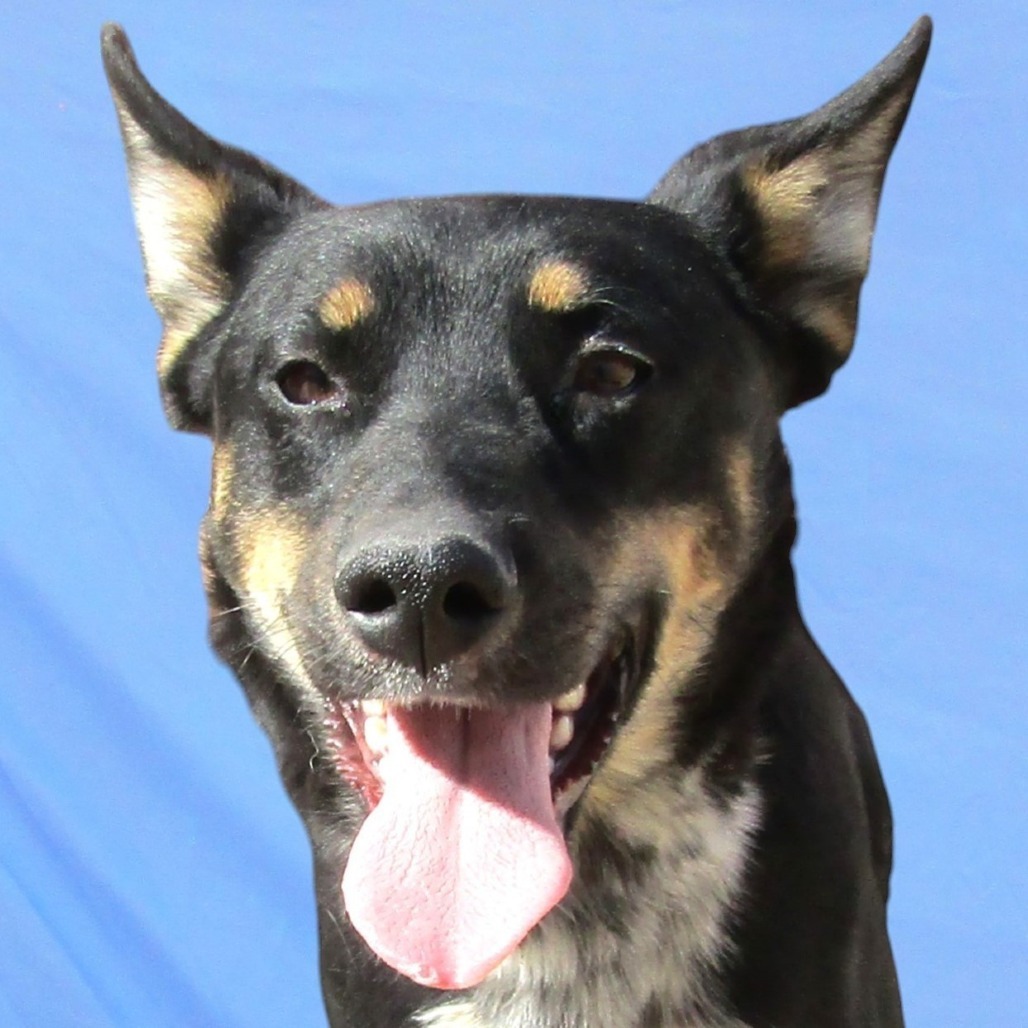 Ripley, an adoptable Mixed Breed in Las Cruces, NM, 88012 | Photo Image 3