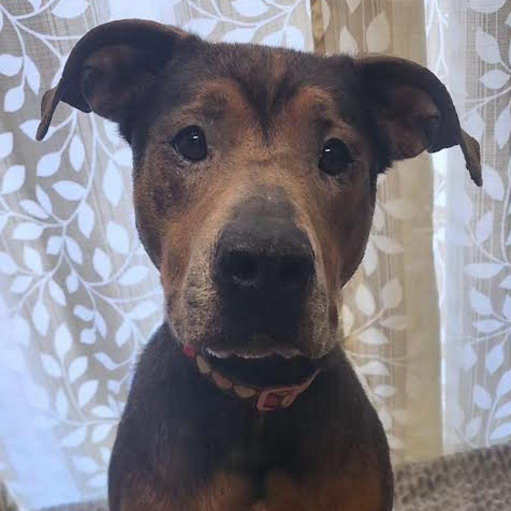 Luna, an adoptable Bullmastiff, Mixed Breed in Warren, PA, 16365 | Photo Image 1