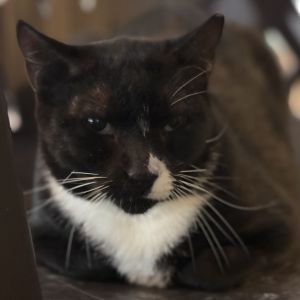 Skeel, Adult Male Domestic Short Hair
