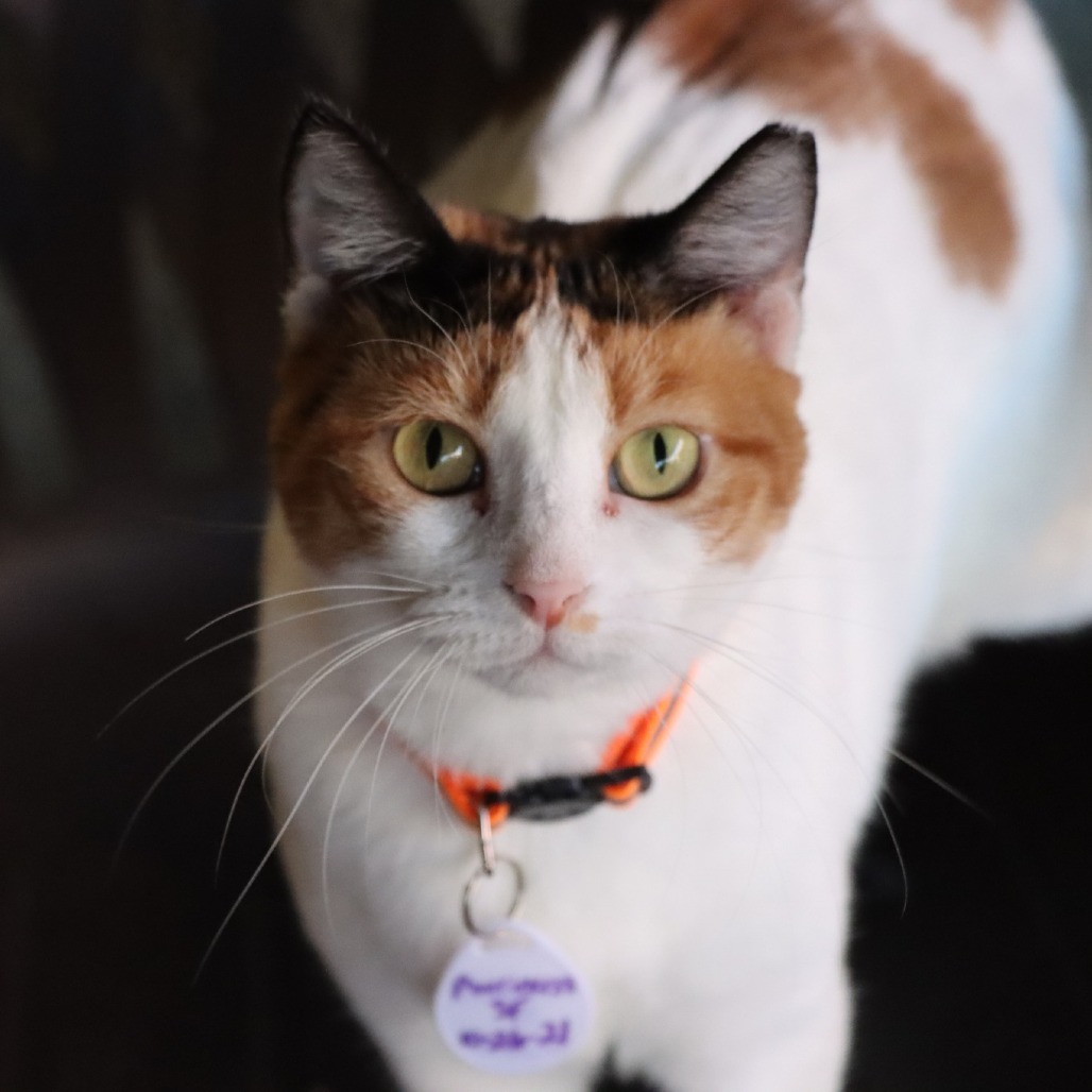 Purrincess